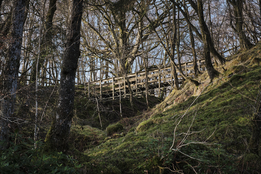 Wooden footbridge crossing a moss-covered ravine through a bare deciduous forest.