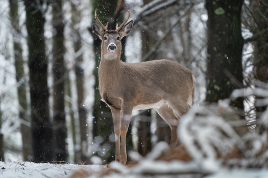 White-tailed deer buck standing in snow among bare birch and evergreen trees, looking toward camera.