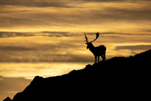 Silhouetted deer with antlers standing on a rocky ridge against a golden sunset sky.