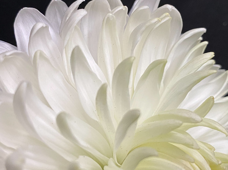 Macro photograph of white dahlia petals with layered, ruffled texture and subtle yellow-green center details.