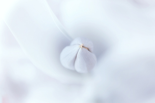 Delicate white flower petals in soft focus with shallow depth of field and dreamy bokeh background.