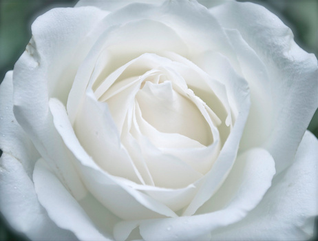 Close-up of a fully bloomed white rose with layered petals and soft shadows.