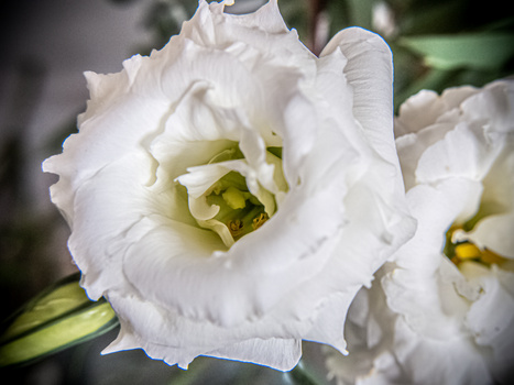 Close-up of a white double daffodil flower with ruffled petals and yellow center stamens.
