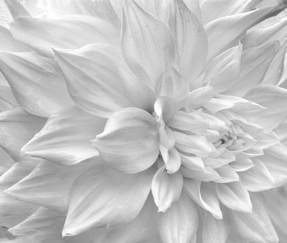 Close-up black and white photograph of a fully bloomed dahlia flower with layered petals.