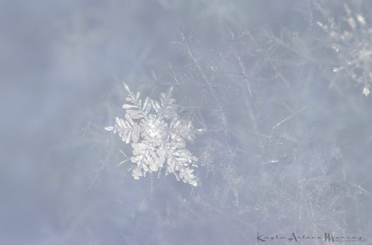 Delicate ice crystals forming intricate snowflake patterns on a frosted surface.