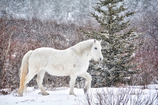White horse standing in snow with evergreen trees and falling snow in background.