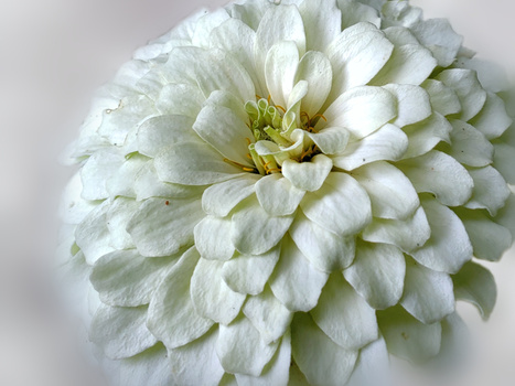 White dahlia flower with tightly layered petals and pale yellow center against neutral background.