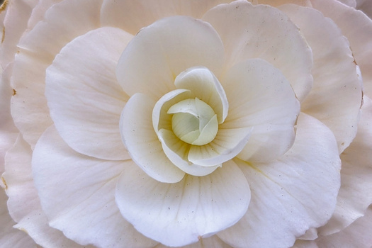 Close-up of a pale pink camellia flower with layered petals arranged in a spiral pattern around a pale yellow center.