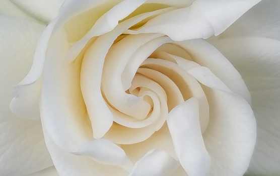 Cream-colored rose bloom with layered petals in soft focus, shot from directly above.