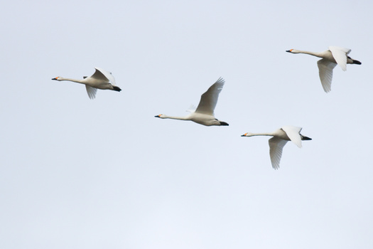 Five white swans in flight against a pale blue sky, arranged in loose formation.