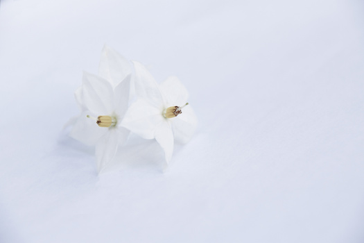 Two delicate white flowers with visible stamens against a soft, overexposed white background.