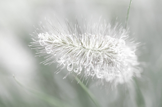 Frost-covered dandelion seedhead with water droplets clinging to fine filaments.