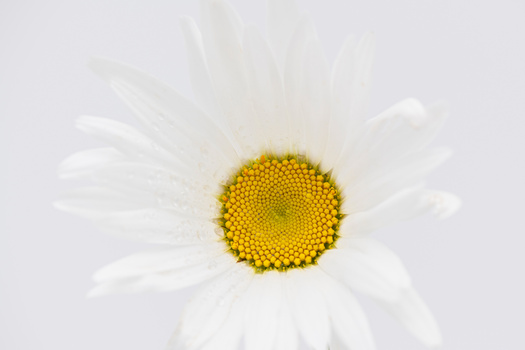 White daisy with densely packed yellow disk florets and delicate white ray petals against a soft light background.
