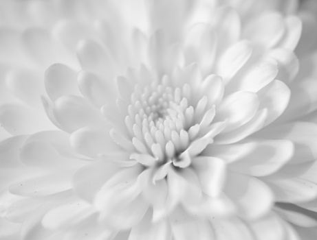 Close-up macro photograph of a white dahlia flower with layered petals and detailed center stamens.