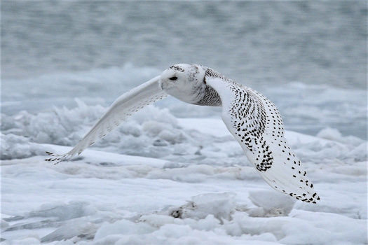 Snowy owl in flight over frozen, icy terrain with ocean waves in the background.