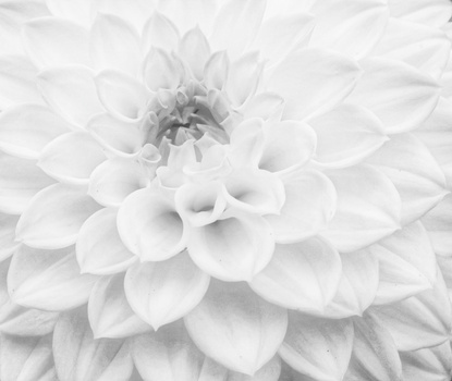 Close-up black and white photograph of a dahlia flower with layered petals and detailed center.