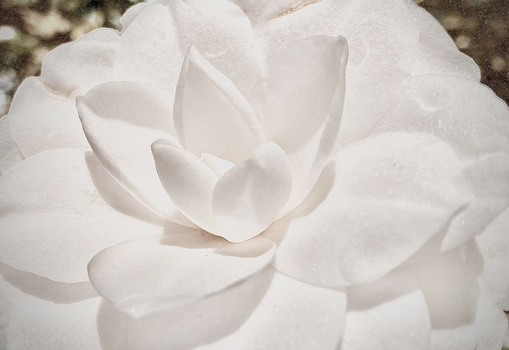 Fully opened white flower with layered petals arranged in a spiral pattern, photographed from above.