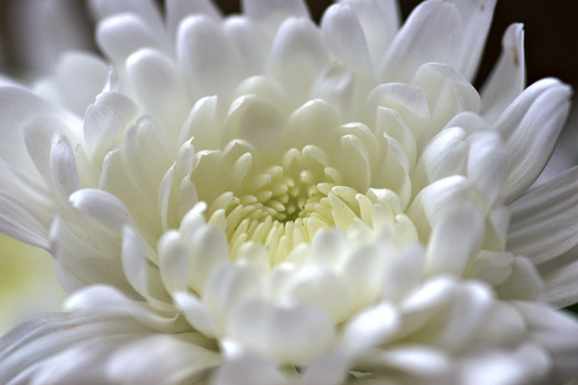 Close-up of a white chrysanthemum flower with layered petals and pale yellow stamens at center.