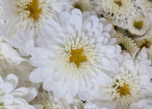 Close-up of white gerbera daisies with yellow centers clustered together.