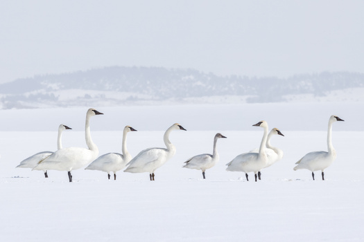 Seven whooper swans standing in a line on a frozen lake with snowy landscape behind.