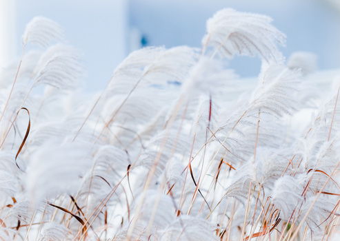 Frost-covered grass and reeds in soft focus against a bright, hazy winter sky.