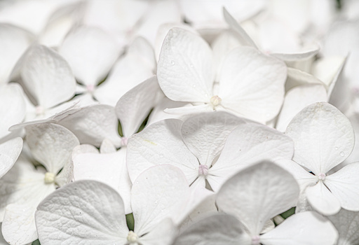 Cluster of white flower petals with fine detail and soft shadows visible in close-up.