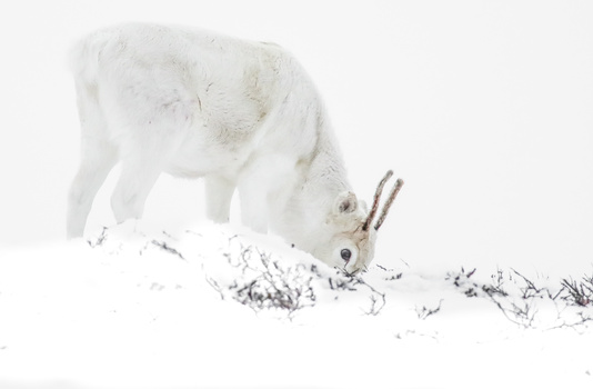 Arctic hare in white winter coat foraging on snowy ground with sparse vegetation.