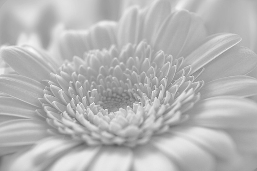 Close-up of a gerbera daisy's layered petals and textured center in black and white.