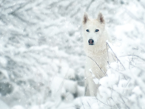White dog with blue eyes in deep snow, looking directly at camera with alert expression.