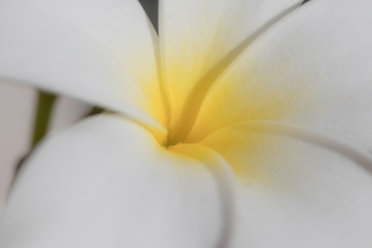 White plumeria flower with yellow center, shot with shallow depth of field and soft focus.