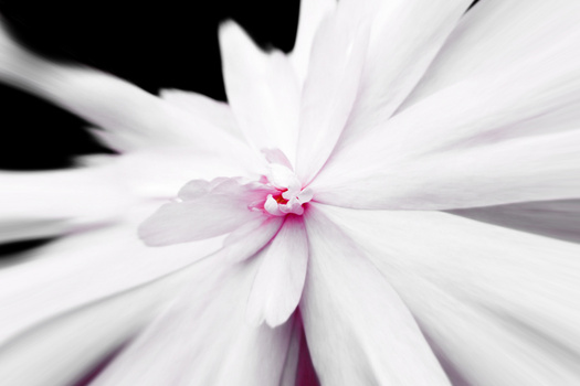 White flower with pink center photographed with radial zoom blur effect.