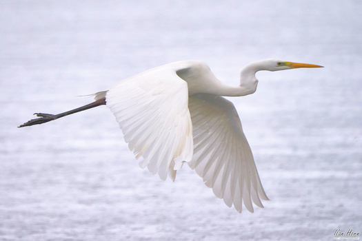 Great Egret in flight with wings fully extended against a blue water background.