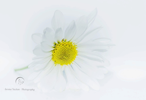 White daisy with bright yellow center against soft, blurred background.