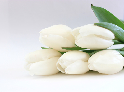 Bundle of white tulips with green stems arranged on a neutral background.