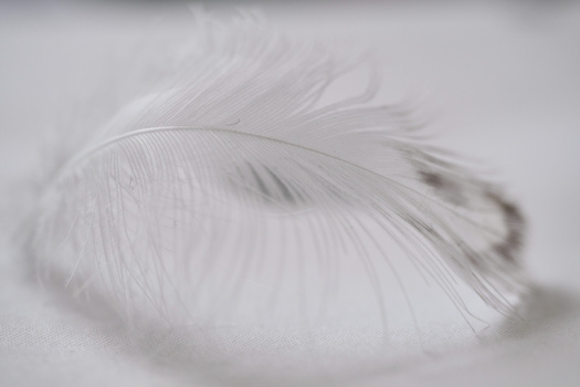 Close-up of a white feather lying on a soft surface, showing fine detail and delicate texture.