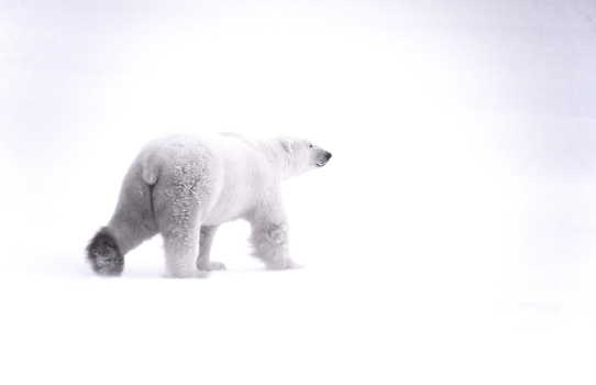 Polar bear walking through deep snow against a white overcast sky.