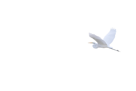 Great blue heron in flight against a white sky, wings spread wide during takeoff or landing.