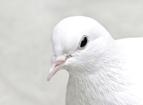 Close-up portrait of a white dove showing head, eye, and pale pink beak against a soft, neutral background.