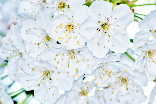Close-up of white flowers with yellow stamens and green foliage.