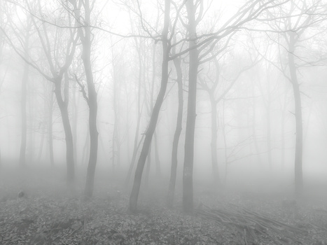 Bare trees receding into thick fog in a misty forest landscape.