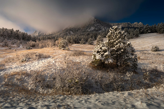 Snow-covered shrub in foreground with forested mountain ridge and dramatic sky behind.