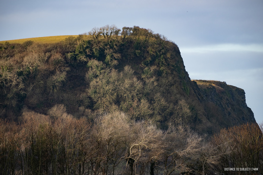 Steep forested hillside with bare trees and golden grass under overcast sky.