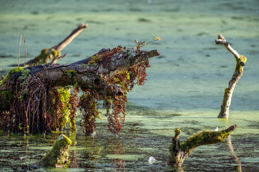 Weathered driftwood logs covered in moss and algae emerging from shallow turquoise water.