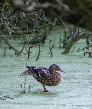 Brown duck standing in shallow water with submerged vegetation and branches.