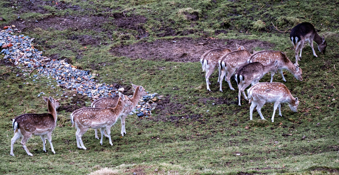 A group of spotted deer grazing on a hillside near a pile of blue and white stones.