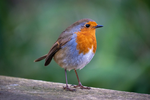 European robin perched on a wooden branch with soft green background.