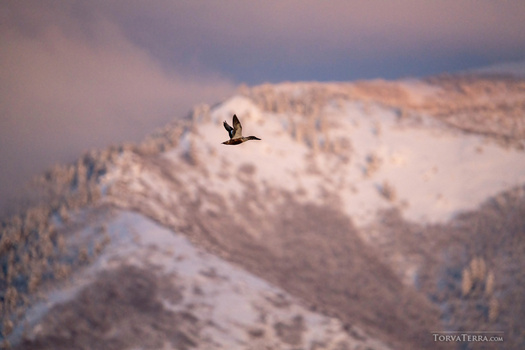 Bird in flight over a snow-covered mountainous landscape at dusk.