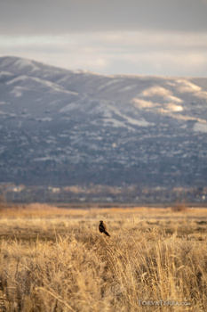 Silhouetted bird perched in golden grassland with snow-covered mountains in soft morning light.