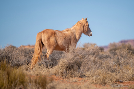 Palomino horse standing on arid terrain with sparse desert vegetation under clear blue sky.