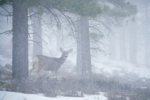 Mule deer doe standing alert in heavy snowfall among tall evergreen trees in misty forest conditions.